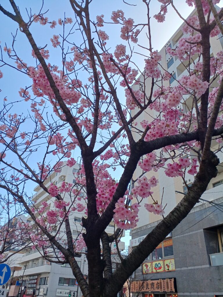 河津桜