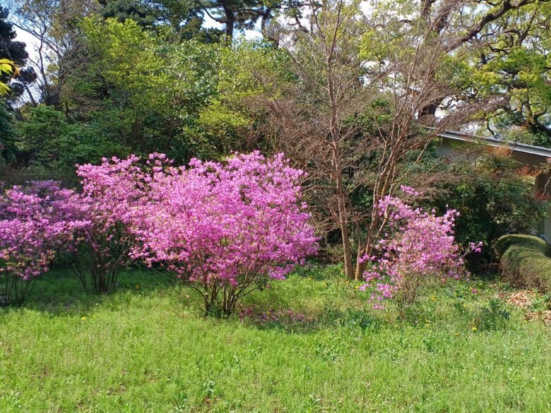 tsutsuji