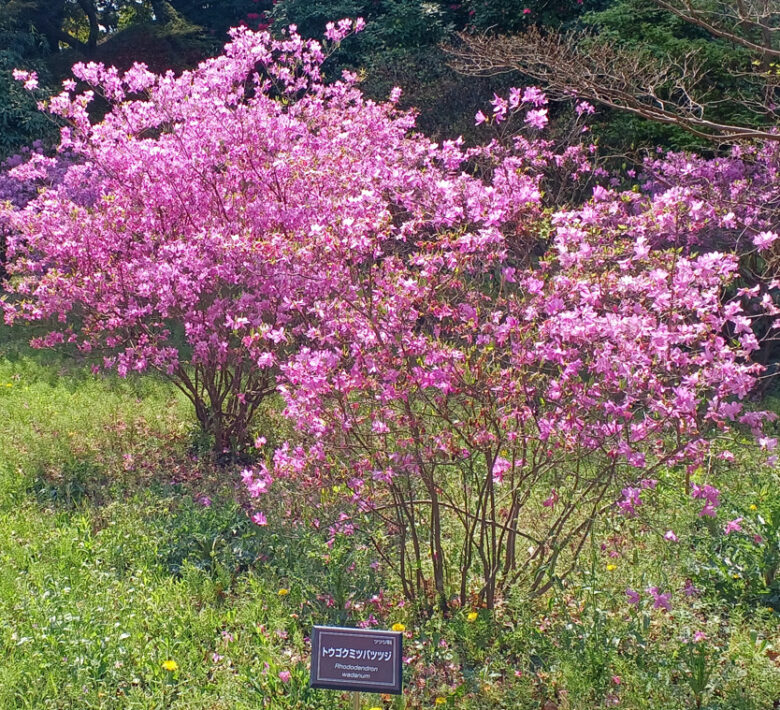 tougokumitsuba-tsutsuji